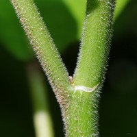 Dendrocnide sinuata (Blume) Chew